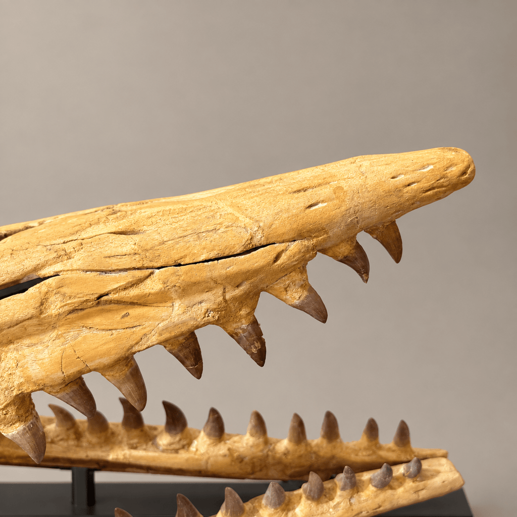 Rare Hainosaurus “boubker” Tylosaurine Mosasaur Skull fossil – 42.5 inches - PaleoDeserts