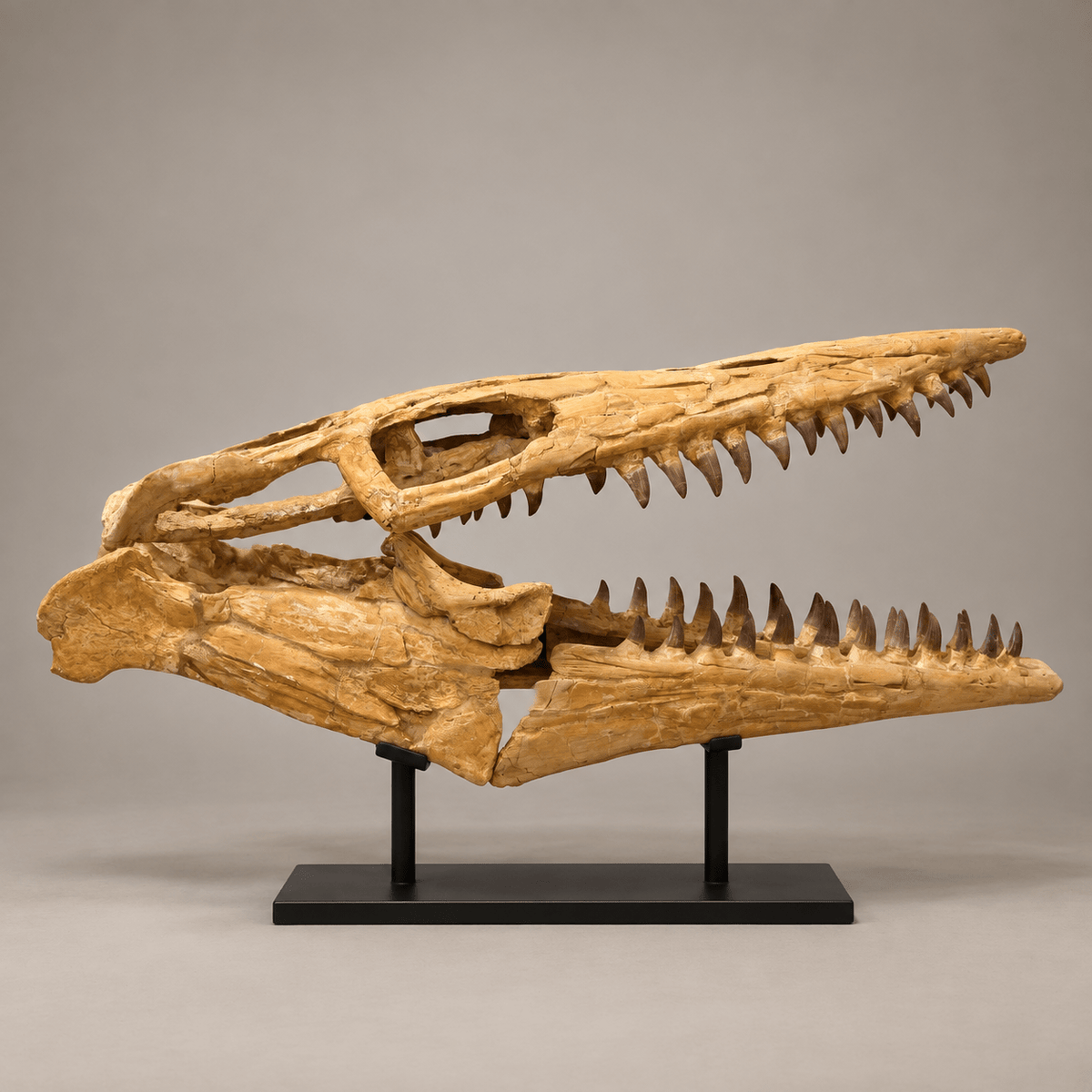 Rare Hainosaurus “boubker” Tylosaurine Mosasaur Skull fossil – 42.5 inches - PaleoDeserts