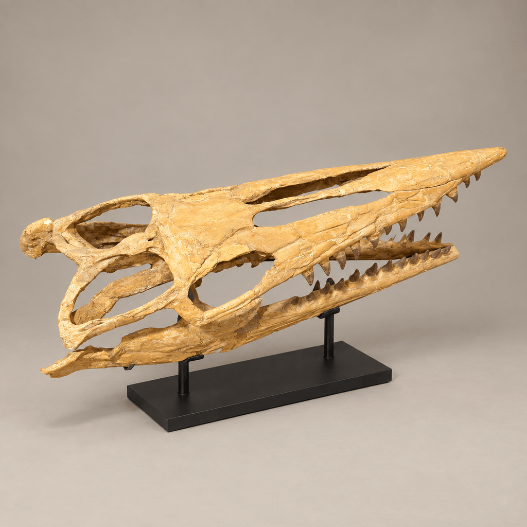 Rare Hainosaurus “boubker” Tylosaurine Mosasaur Skull fossil – 42.5 inches - PaleoDeserts
