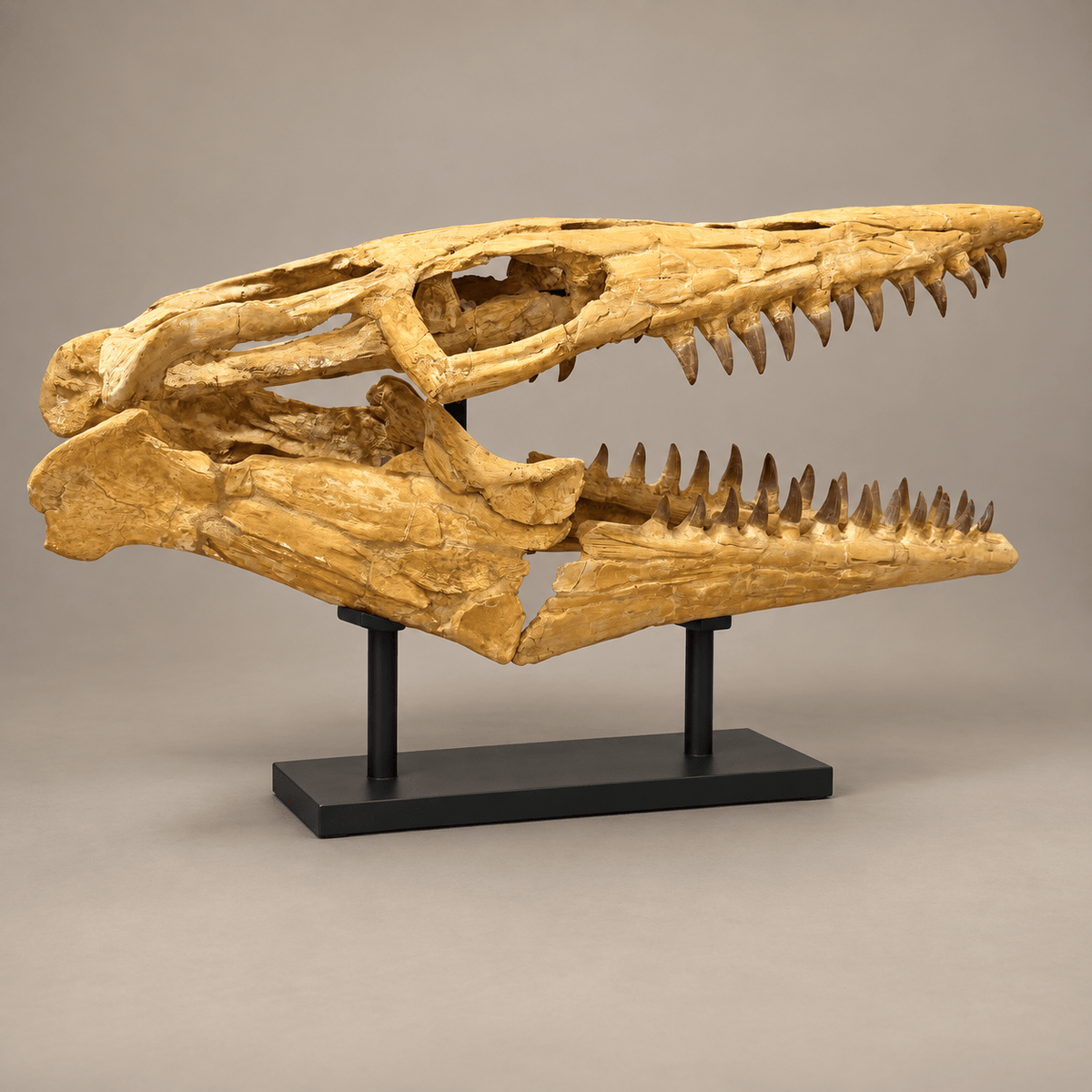 Rare Hainosaurus “boubker” Tylosaurine Mosasaur Skull fossil – 42.5 inches - PaleoDeserts