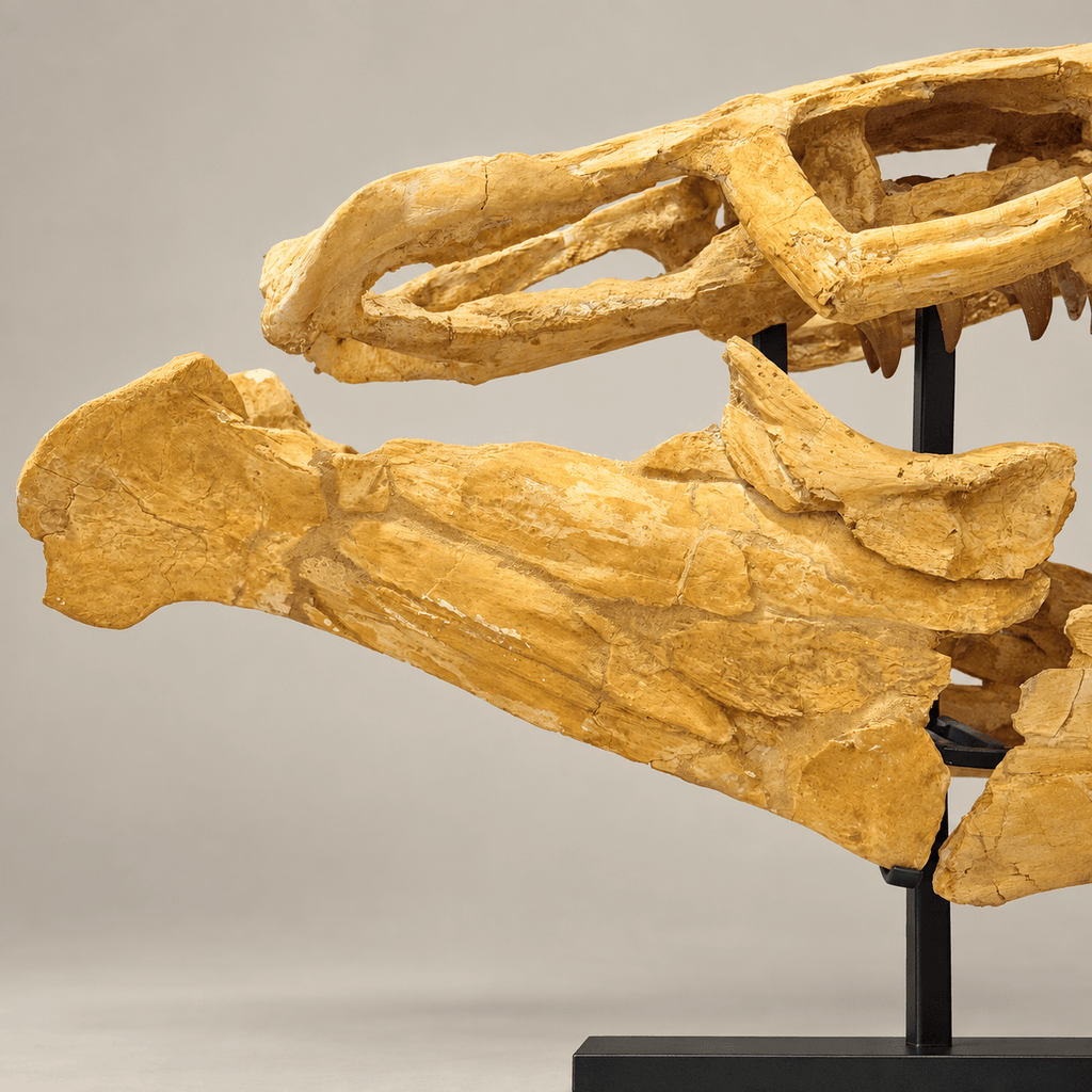 Rare Hainosaurus “boubker” Tylosaurine Mosasaur Skull fossil – 42.5 inches - PaleoDeserts