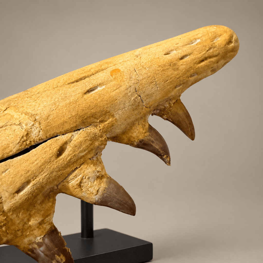 Rare Hainosaurus “boubker” Tylosaurine Mosasaur Skull fossil – 42.5 inches - PaleoDeserts