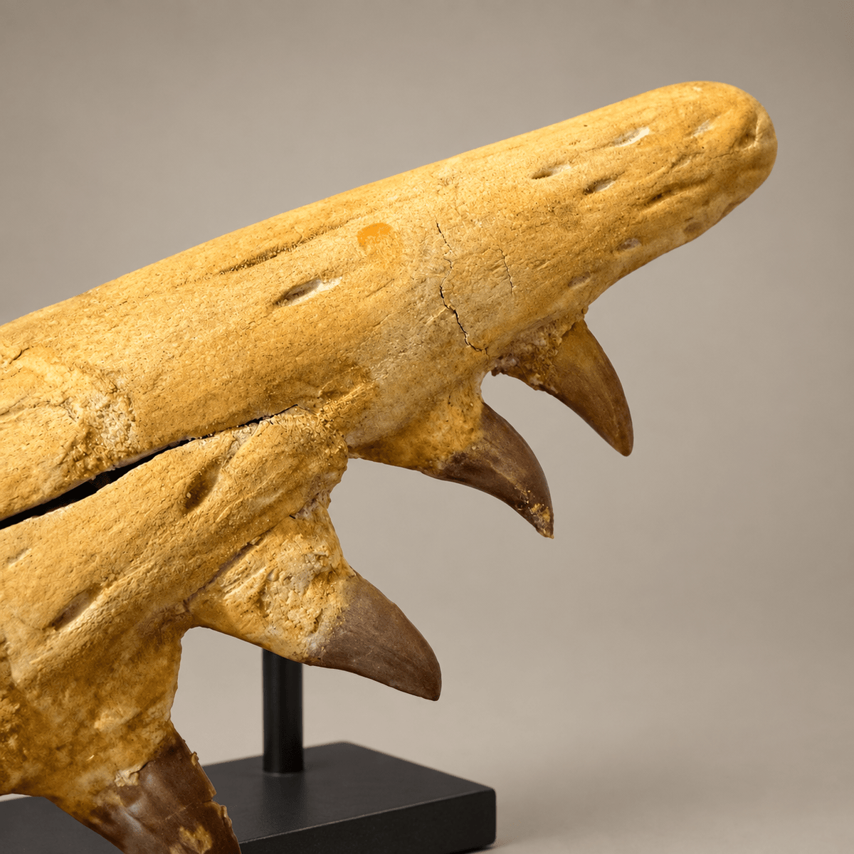 Rare Hainosaurus “boubker” Tylosaurine Mosasaur Skull fossil – 42.5 inches - PaleoDeserts