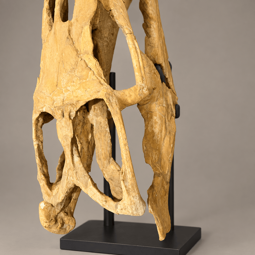 Rare Hainosaurus “boubker” Tylosaurine Mosasaur Skull fossil – 42.5 inches - PaleoDeserts