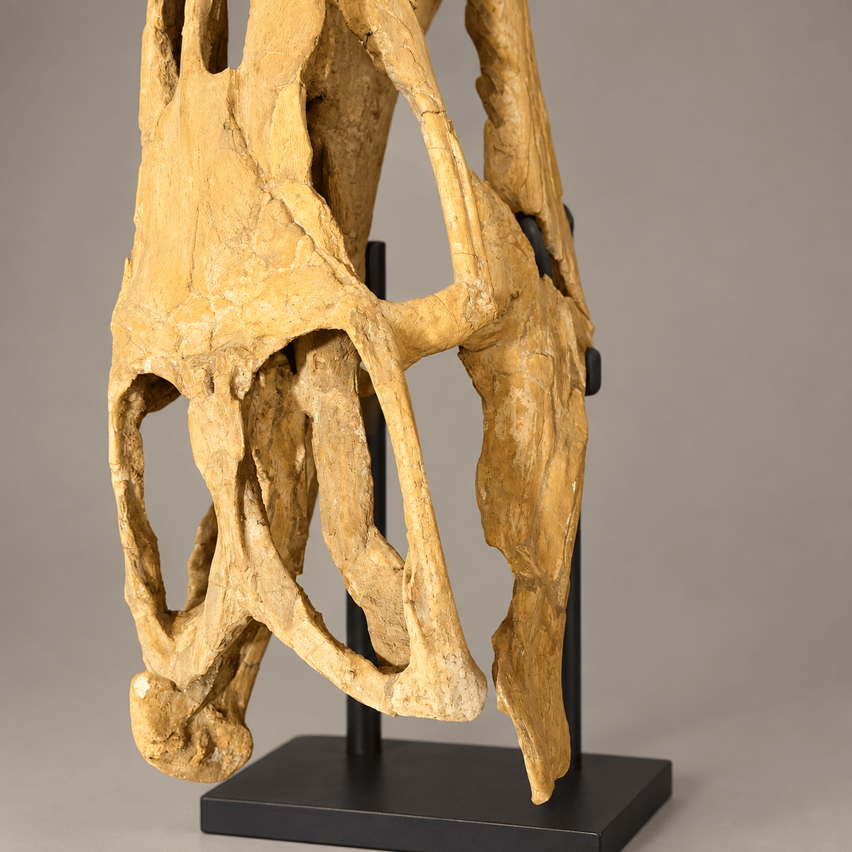 Rare Hainosaurus “boubker” Tylosaurine Mosasaur Skull fossil – 42.5 inches - PaleoDeserts