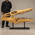 Rare Hainosaurus “boubker” Tylosaurine Mosasaur Skull fossil – 42.5 inches - PaleoDeserts
