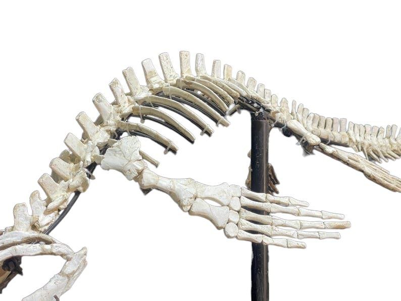 Small-bodied Mosasaur Skeleton Fossil, 1.8 m – AD-17445 - PaleoDeserts