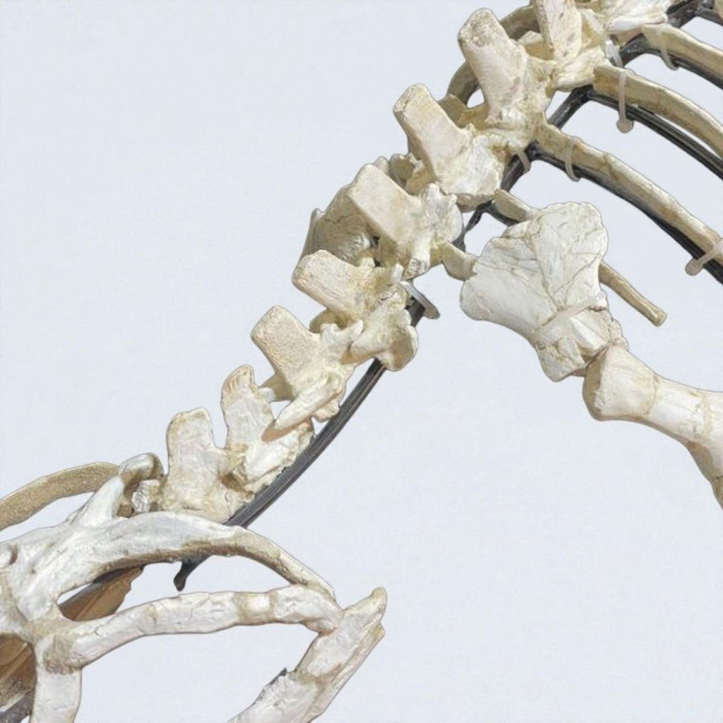 Small-bodied Mosasaur Skeleton Fossil, 1.8 m – AD-17445 - PaleoDeserts