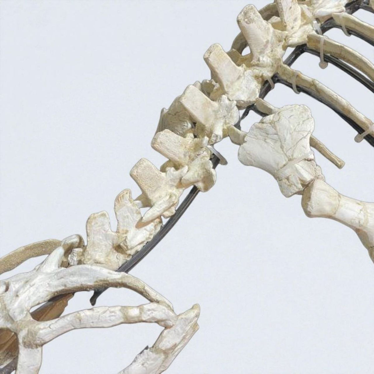 Small-bodied Mosasaur Skeleton Fossil, 1.8 m – AD-17445 - PaleoDeserts