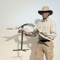 Small-bodied Mosasaur Skeleton Fossil, 1.8 m – AD-17445 - PaleoDeserts
