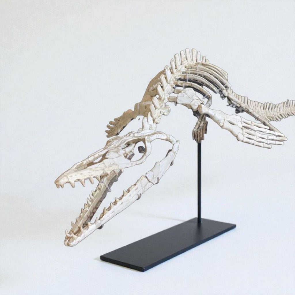 Small-bodied Mosasaur Skeleton Fossil, 1.8 m – AD-17445 - PaleoDeserts