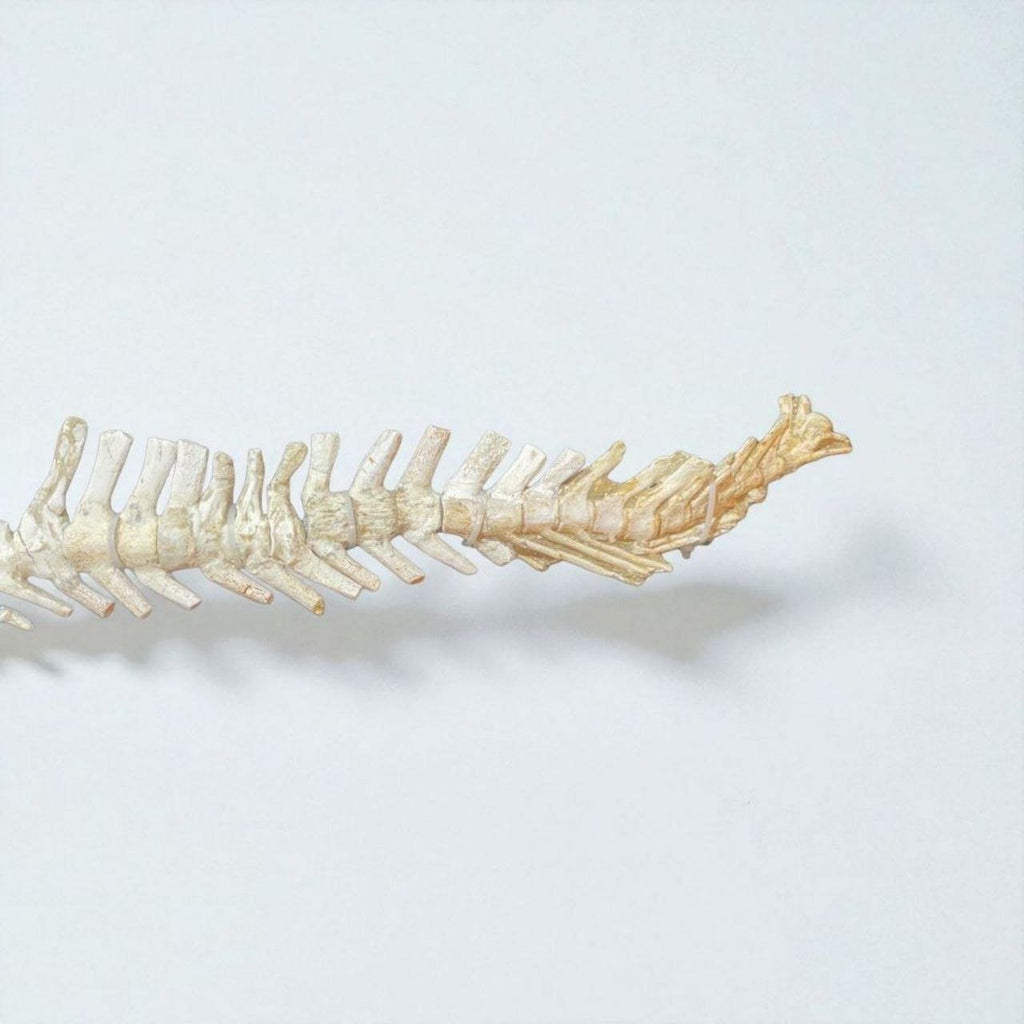 Small-bodied Mosasaur Skeleton Fossil, 1.8 m – AD-17445 - PaleoDeserts
