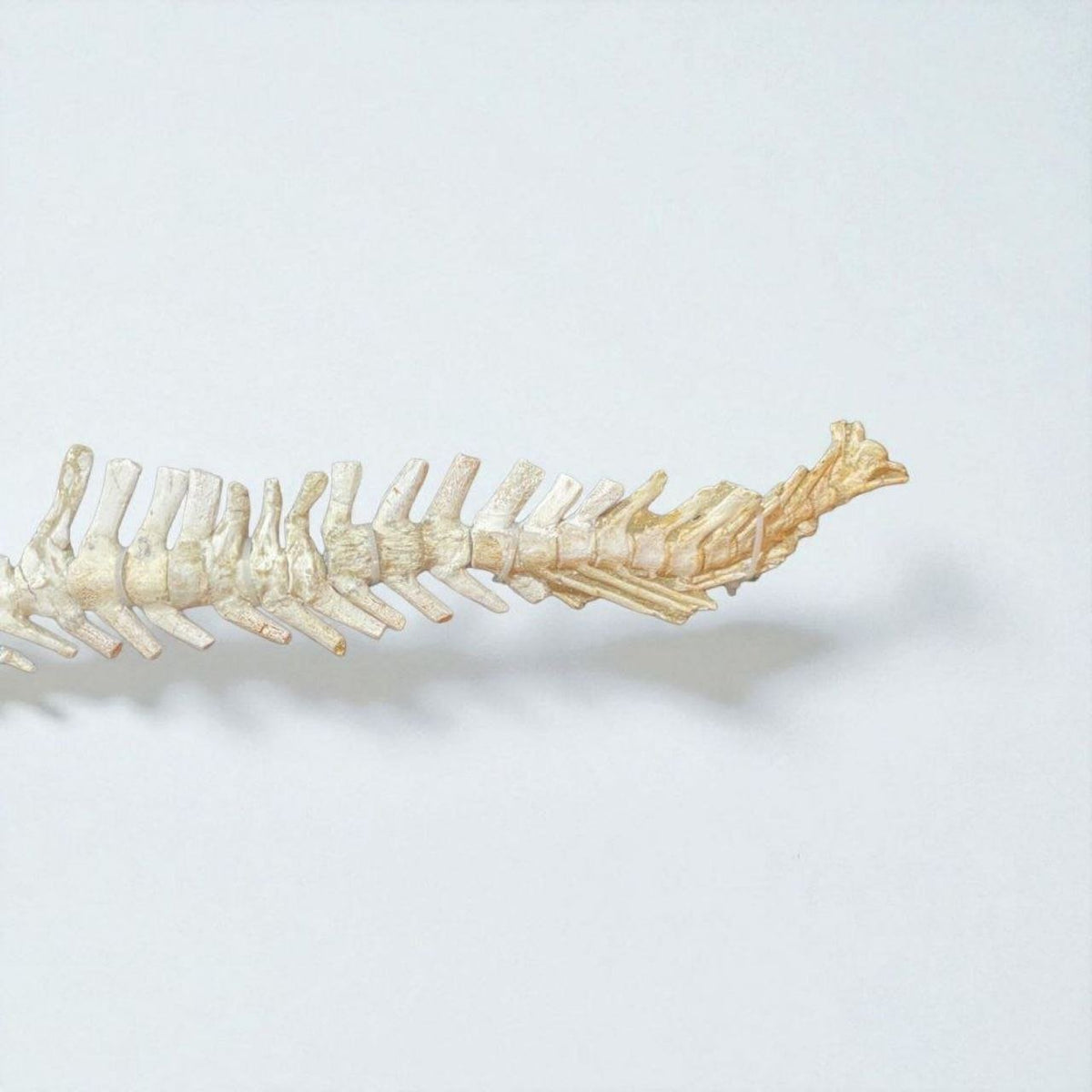 Small-bodied Mosasaur Skeleton Fossil, 1.8 m – AD-17445 - PaleoDeserts