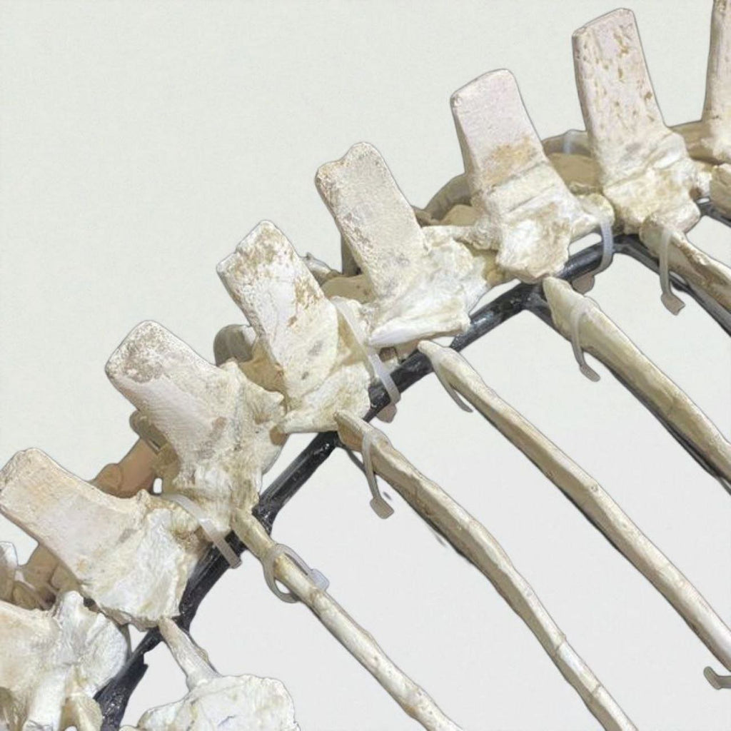 Small-bodied Mosasaur Skeleton Fossil, 1.8 m – AD-17445 - PaleoDeserts