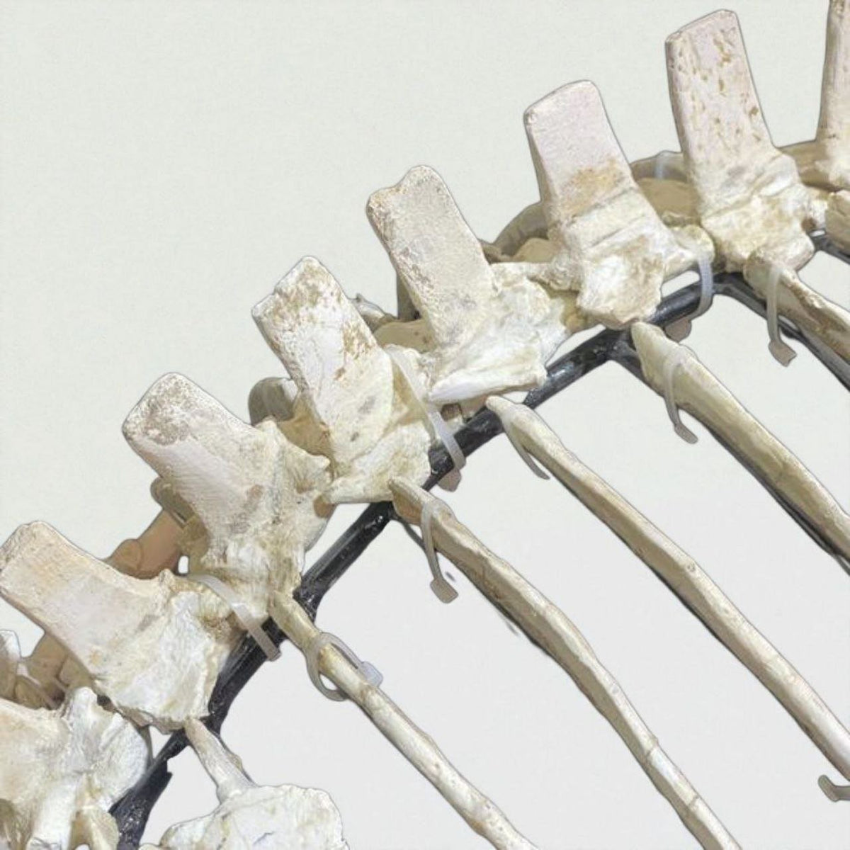 Small-bodied Mosasaur Skeleton Fossil, 1.8 m – AD-17445 - PaleoDeserts