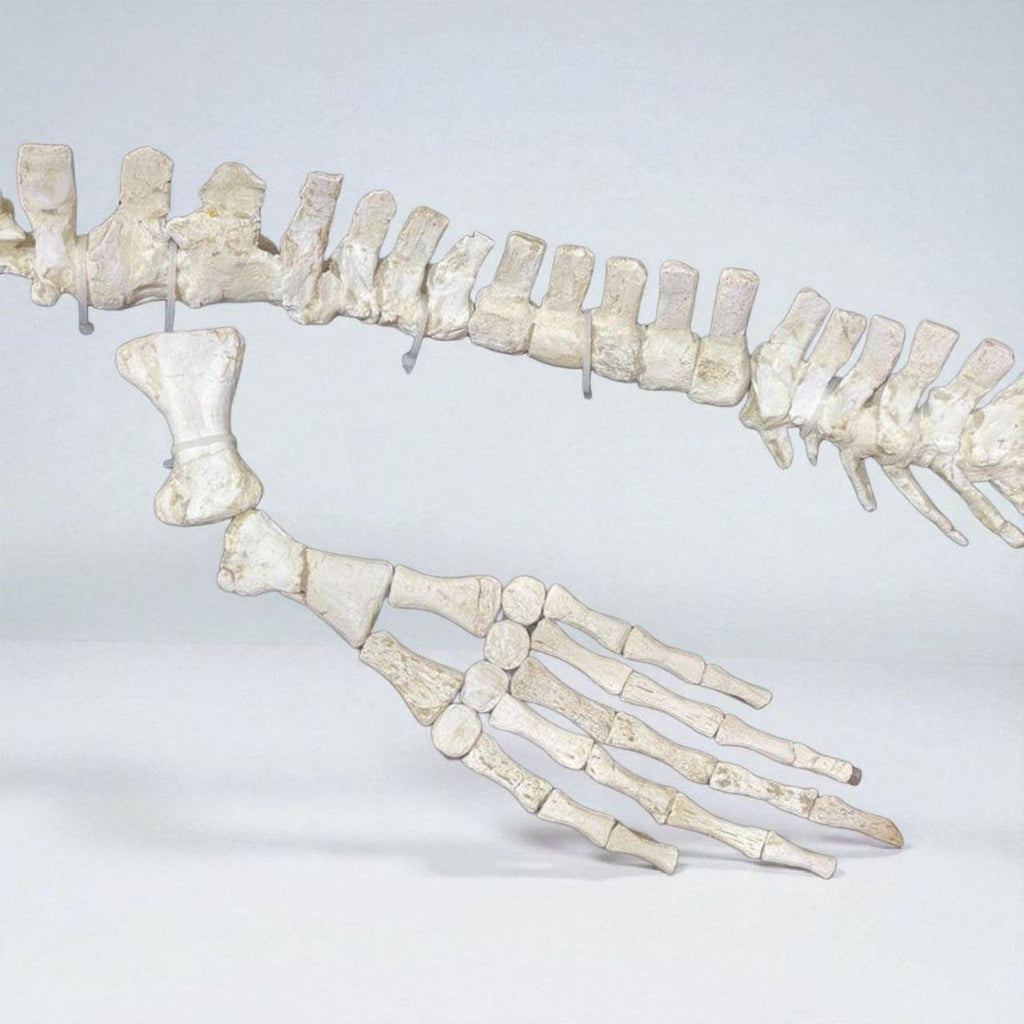 Small-bodied Mosasaur Skeleton Fossil, 1.8 m – AD-17445 - PaleoDeserts