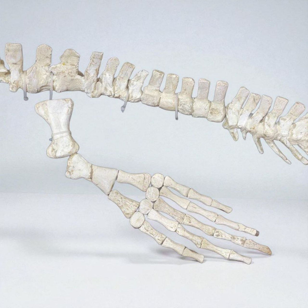 Small-bodied Mosasaur Skeleton Fossil, 1.8 m – AD-17445 - PaleoDeserts