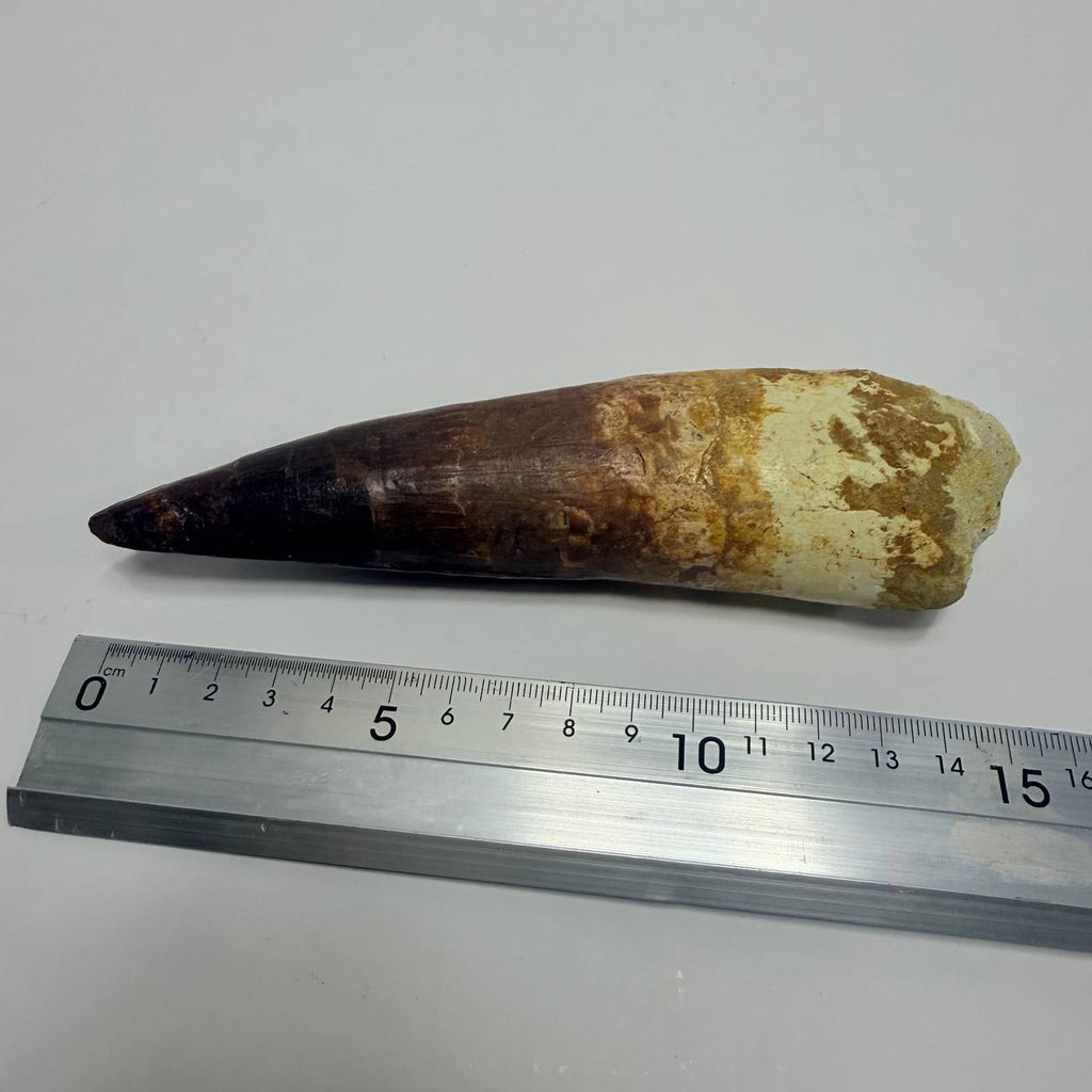 Spinosaurus Fossil Tooth, 5.9 in – AD-17362 - PaleoDeserts