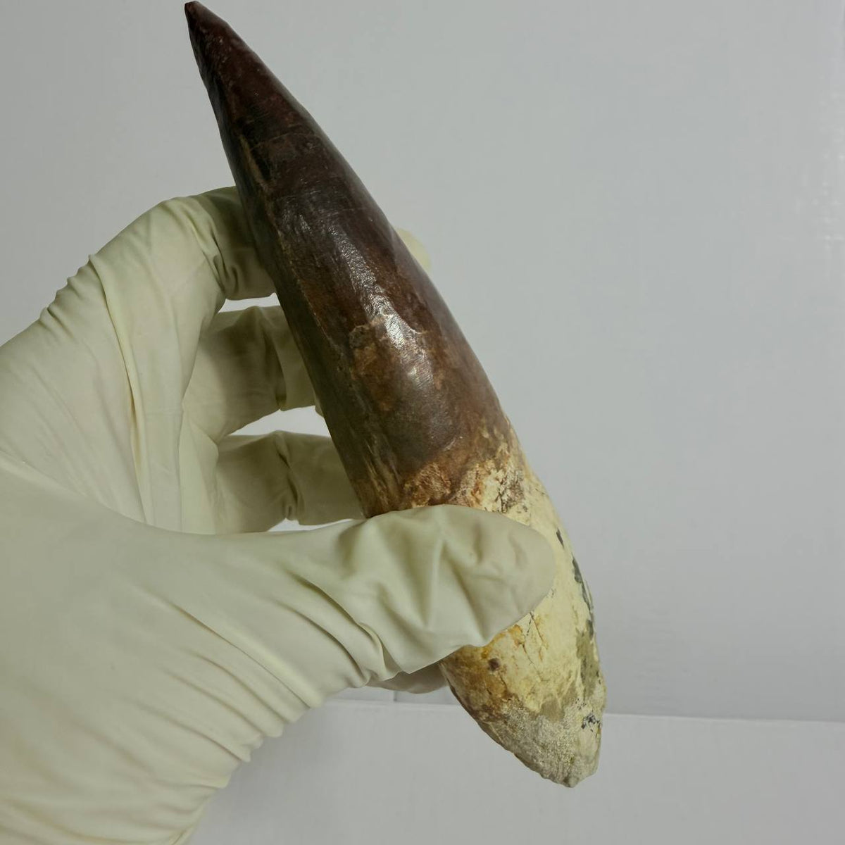 Spinosaurus Fossil Tooth, 5.9 in – AD-17362 - PaleoDeserts