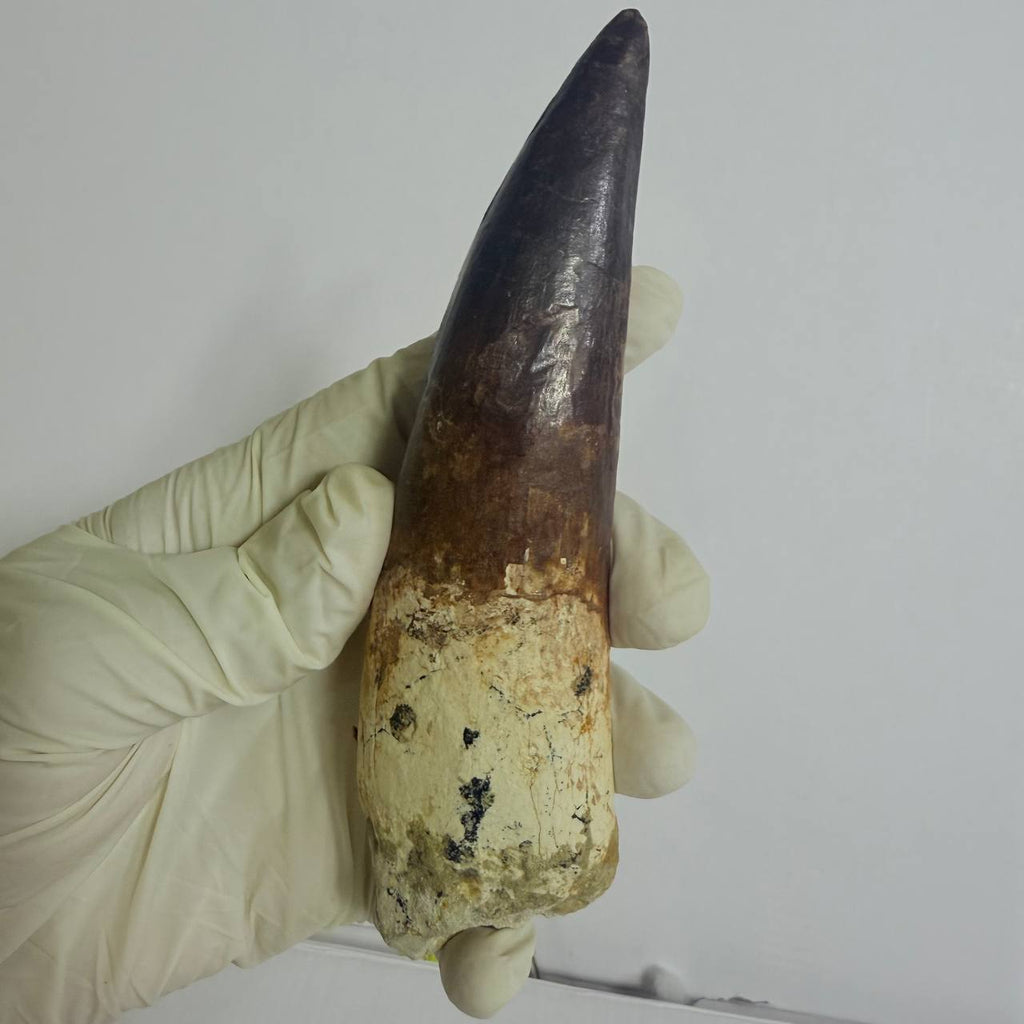 Spinosaurus Fossil Tooth, 5.9 in – AD-17362 - PaleoDeserts