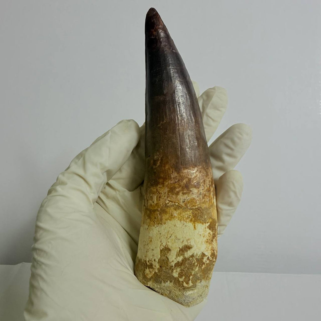 Spinosaurus Fossil Tooth, 5.9 in – AD-17362 - PaleoDeserts