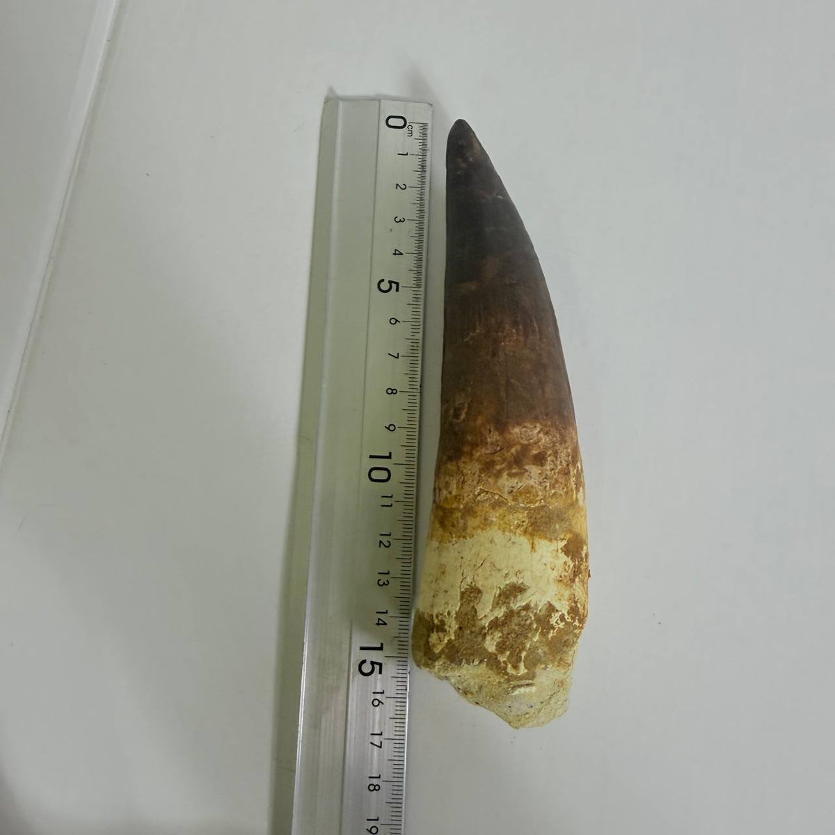 Spinosaurus Fossil Tooth, 5.9 in – AD-17362 - PaleoDeserts