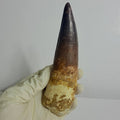 Spinosaurus Fossil Tooth, 5.9 in – AD-17362 - PaleoDeserts