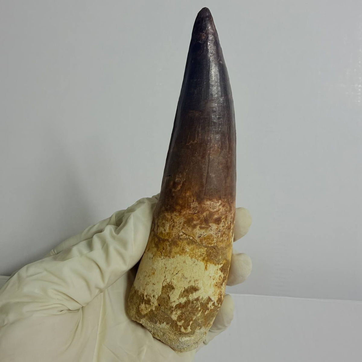 Spinosaurus Fossil Tooth, 5.9 in – AD-17362 - PaleoDeserts