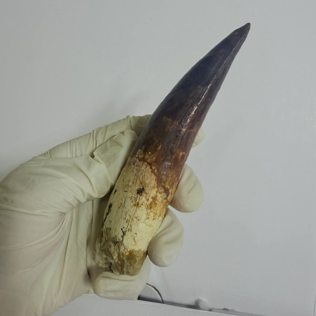 Spinosaurus Fossil Tooth, 5.9 in – AD-17362 - PaleoDeserts