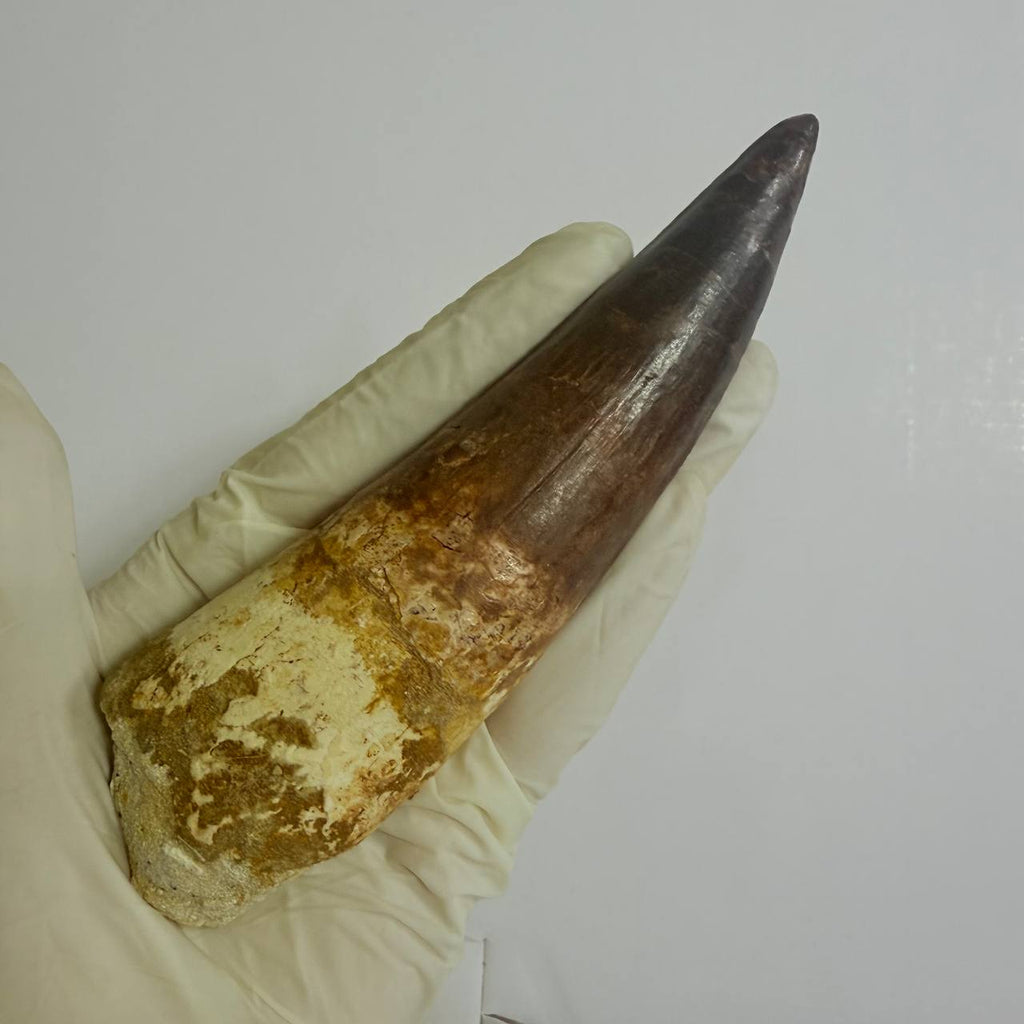 Spinosaurus Fossil Tooth, 5.9 in – AD-17362 - PaleoDeserts