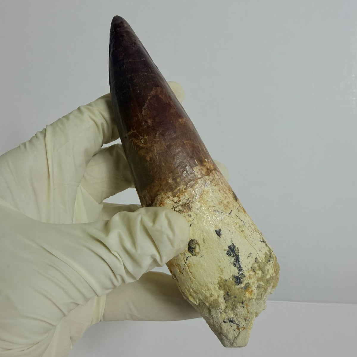 Spinosaurus Fossil Tooth, 5.9 in – AD-17362 - PaleoDeserts