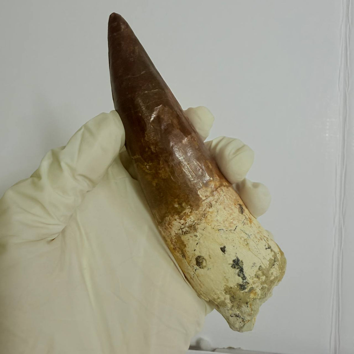 Spinosaurus Fossil Tooth, 5.9 in – AD-17362 - PaleoDeserts