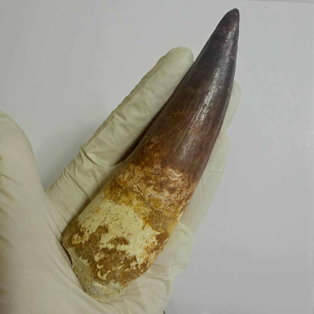 Spinosaurus Fossil Tooth, 5.9 in – AD-17362 - PaleoDeserts