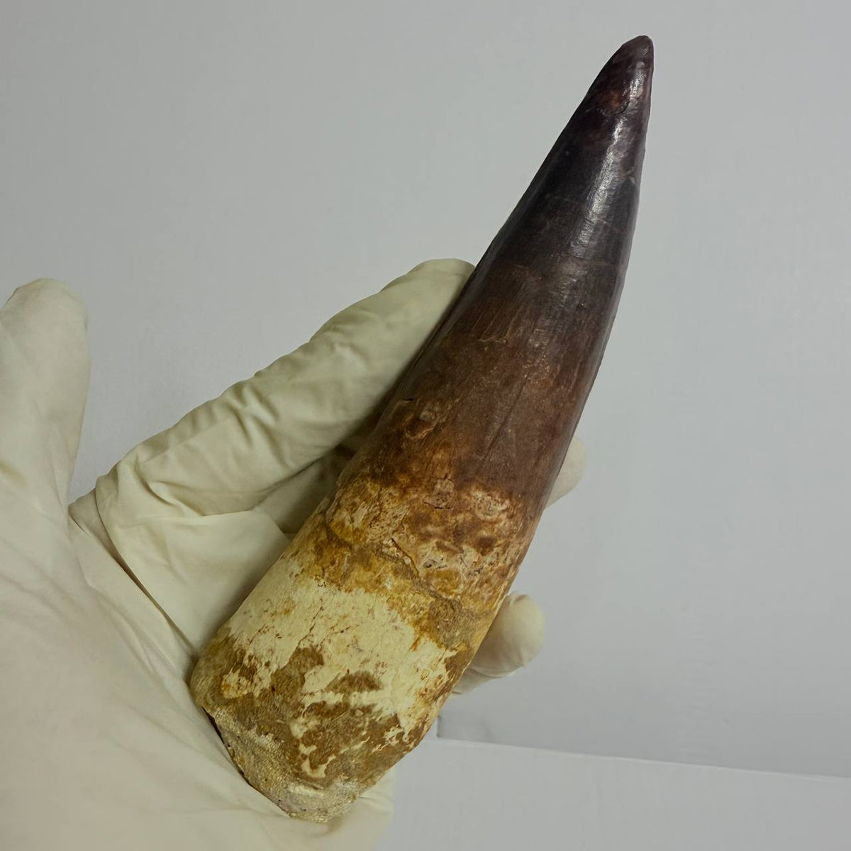 Spinosaurus Fossil Tooth, 5.9 in – AD-17362 - PaleoDeserts