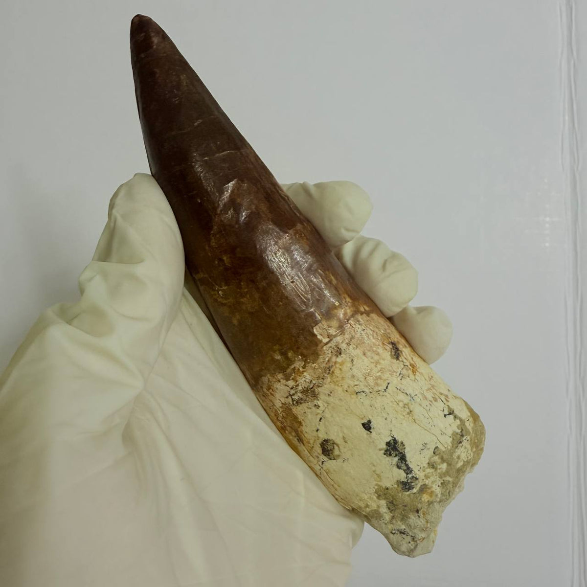 Spinosaurus Fossil Tooth, 5.9 in – AD-17362 - PaleoDeserts