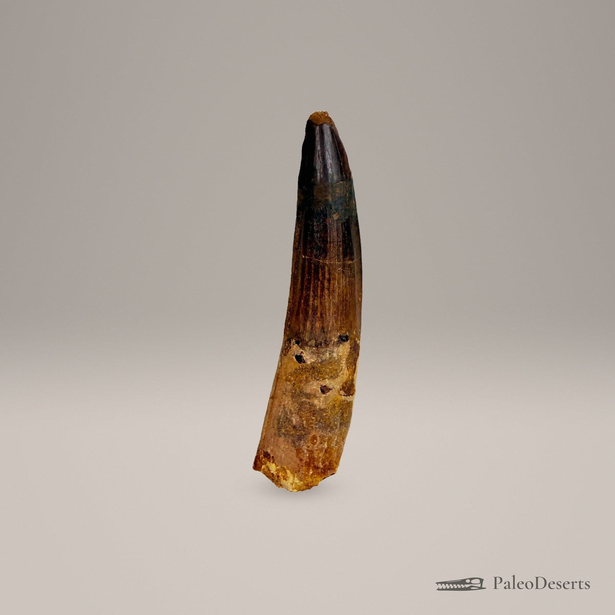 Spinosaurus Tooth Fossil – second view