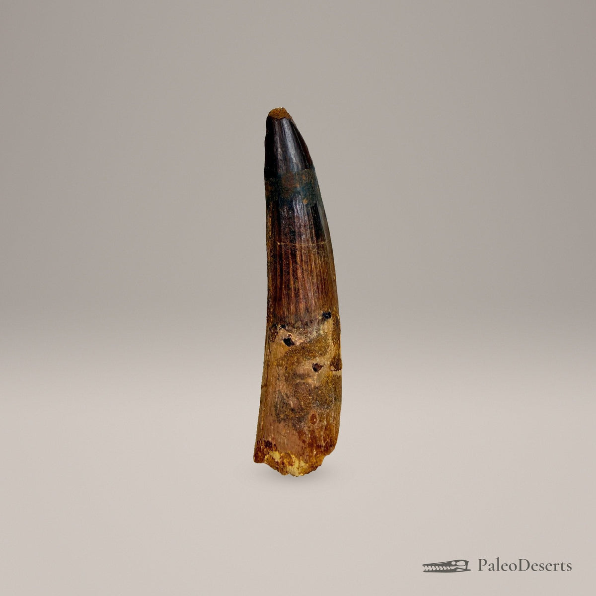 Spinosaurus Tooth Fossil – 3.3 in (8.5 cm), Morocco – Specimen SP-32 – view 3