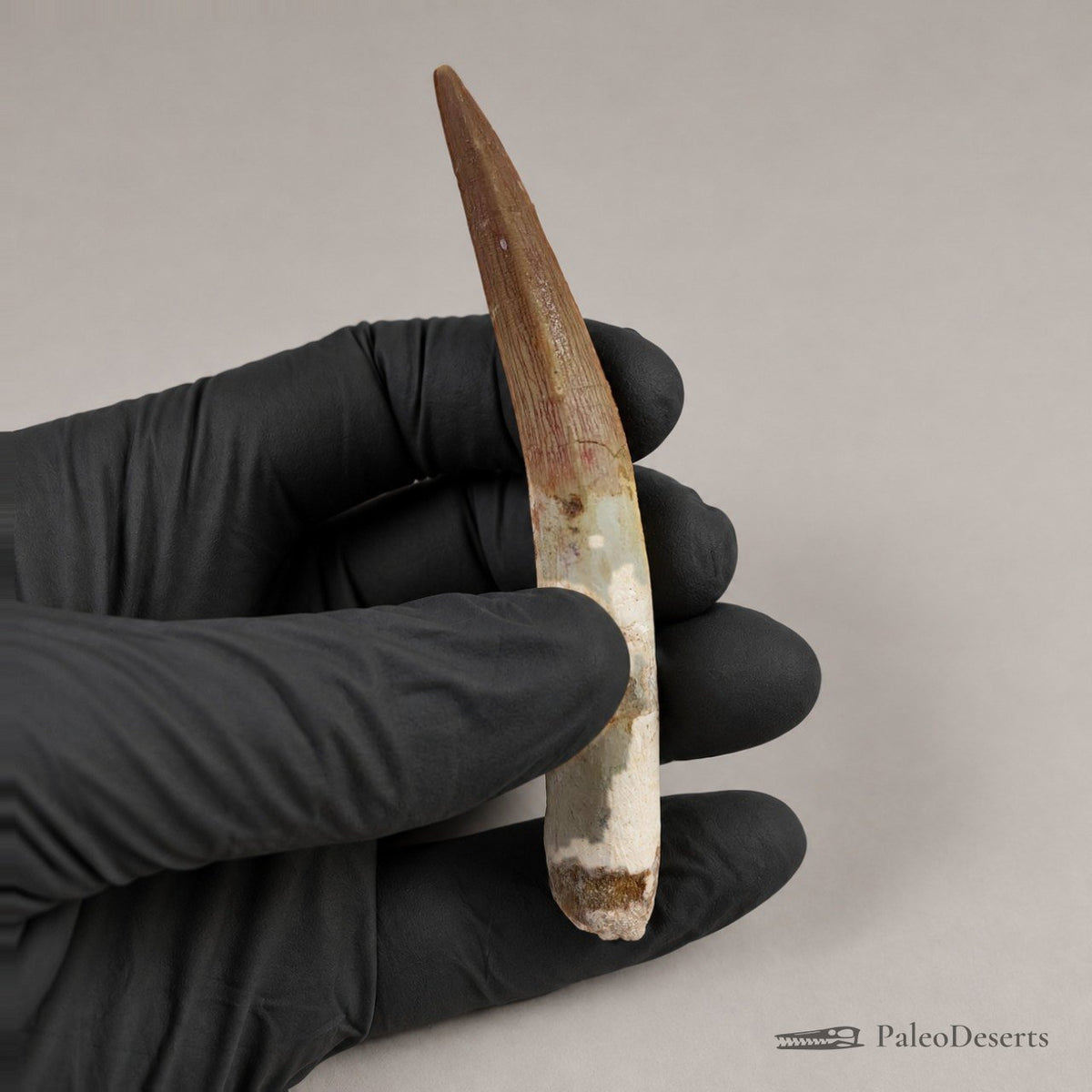 Spinosaurus Tooth Fossil – 3.6 in (9.1 cm), Morocco – view 4