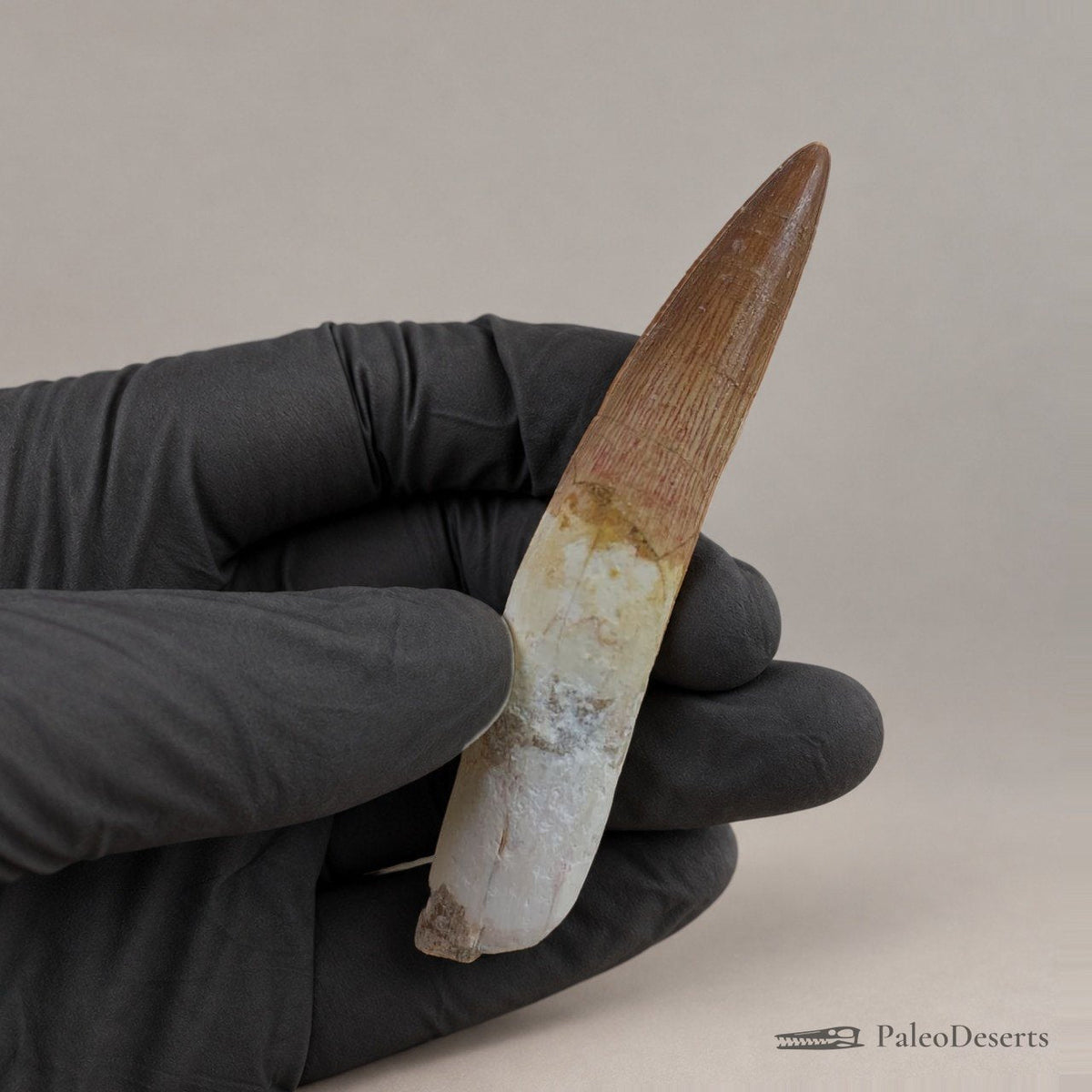 Spinosaurus Tooth Fossil – 3.6 in (9.1 cm), Morocco