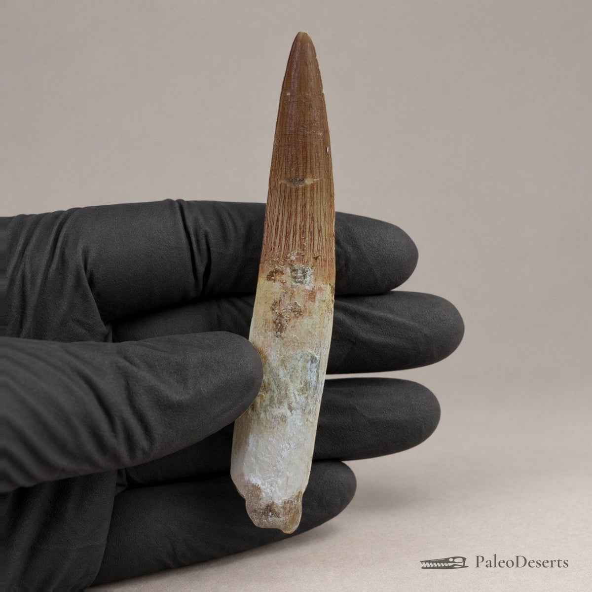 Spinosaurus Tooth Fossil