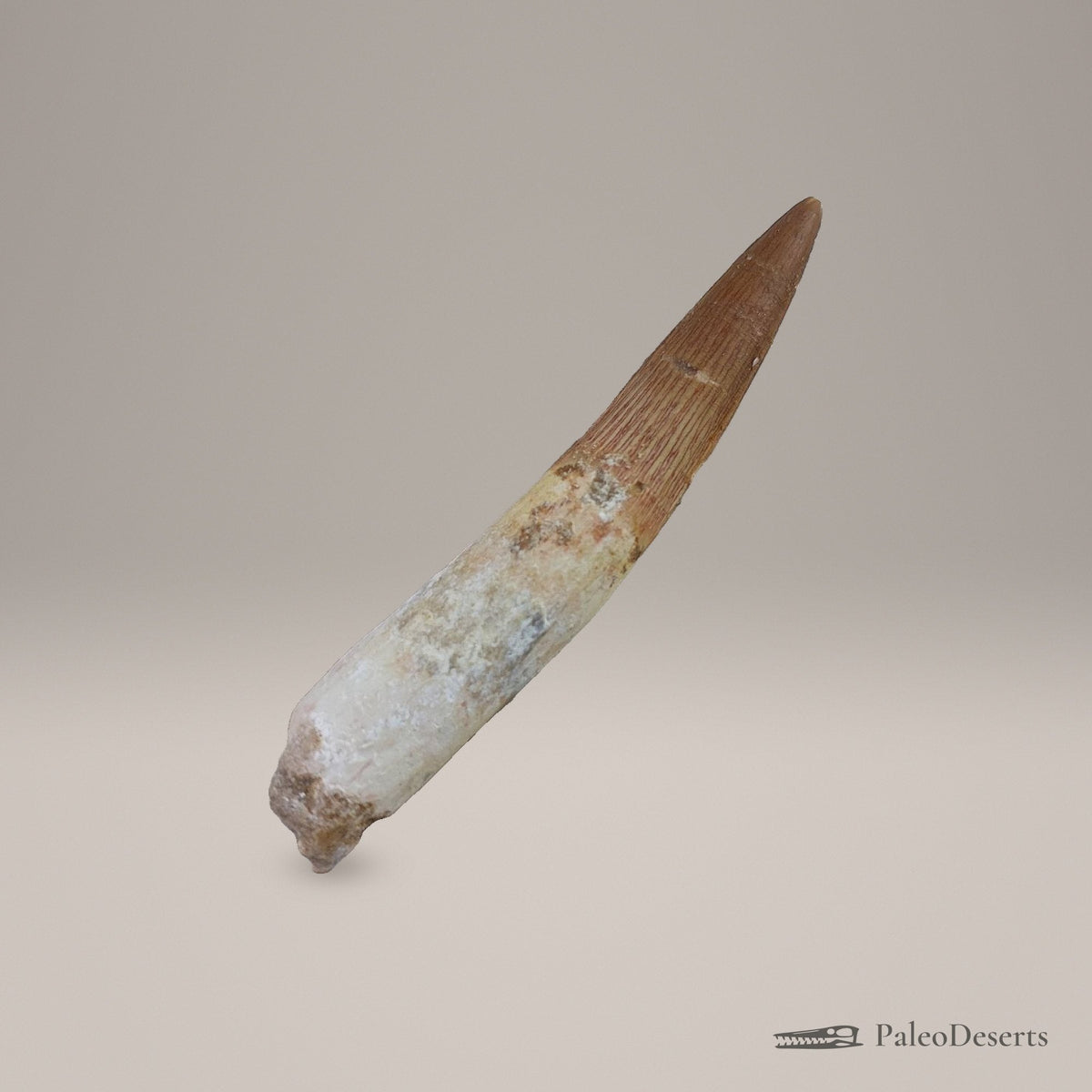 Spinosaurus Tooth Fossil – 3.6 in (9.1 cm), Morocco - PaleoDeserts