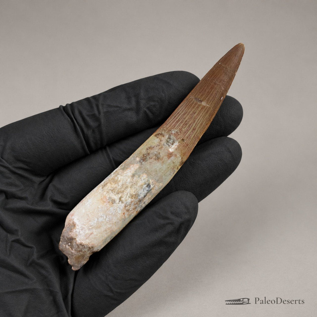 Spinosaurus Tooth Fossil – 3.6 in (9.1 cm), Morocco - PaleoDeserts
