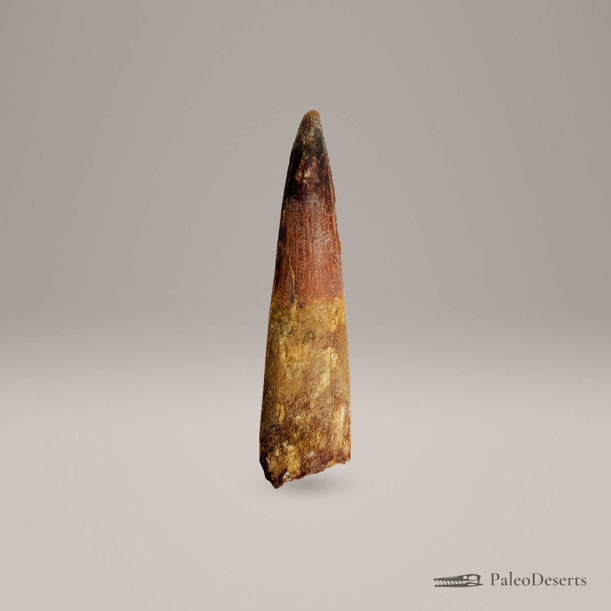 Spinosaurus Tooth Fossil – 3.7 in (9.4 cm), Morocco – Specimen SP-39 – view 2