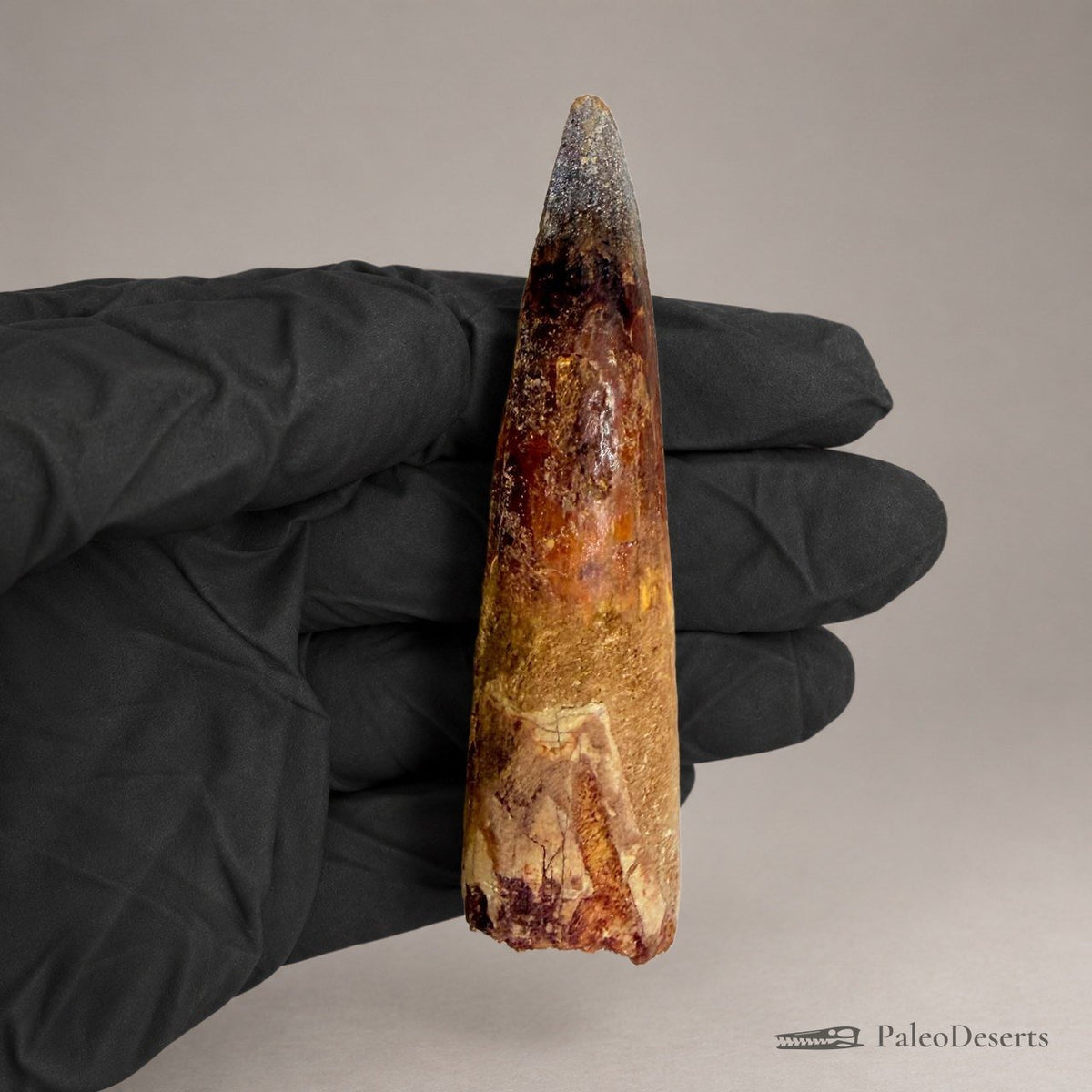 Spinosaurus Tooth Fossil – 3.7 in (9.4 cm), Morocco – Specimen SP-39 – view 4