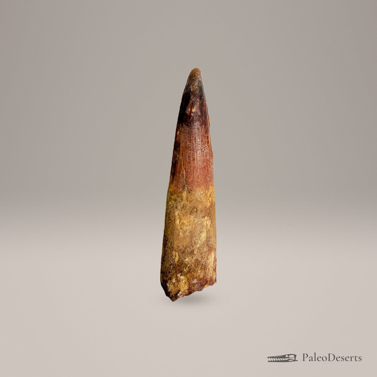Spinosaurus Tooth Fossil – 3.7 in (9.4 cm), Morocco – Specimen SP-39 – view 3