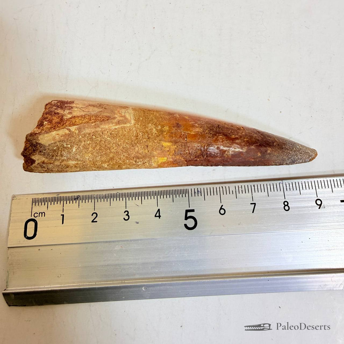 Spinosaurus Tooth Fossil