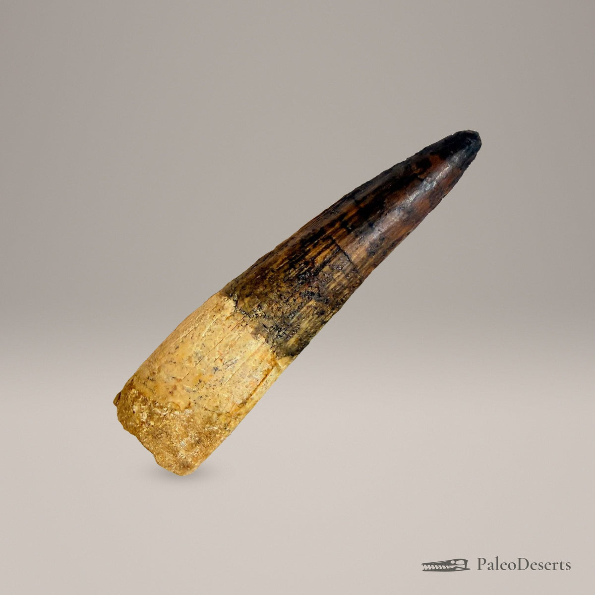 Spinosaurus Tooth Fossil
