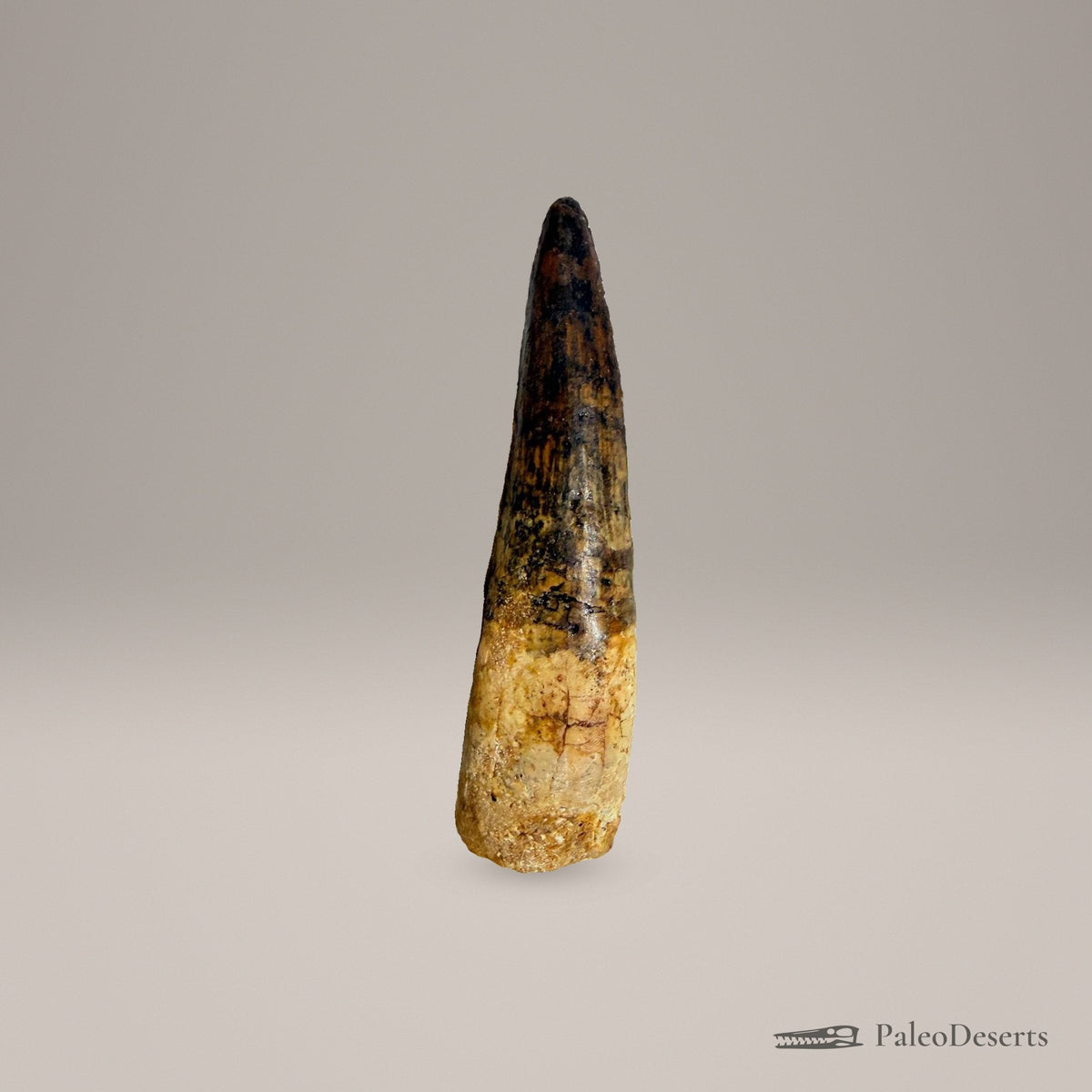 Spinosaurus Tooth Fossil – second view