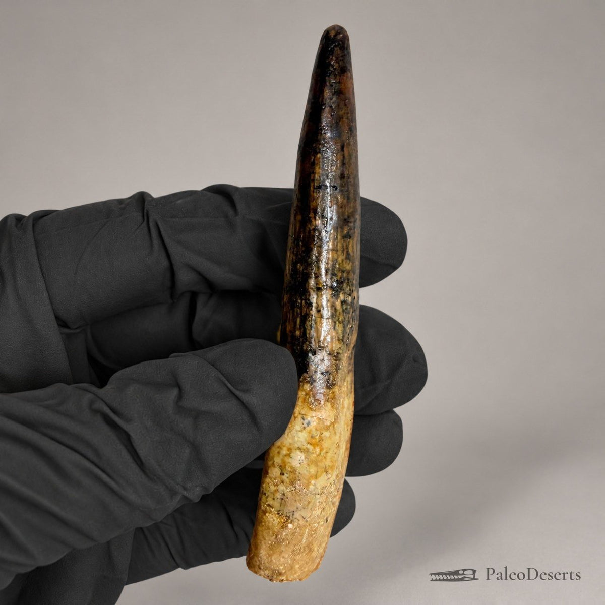 Spinosaurus Tooth Fossil – 3.7 in (9.5 cm), Morocco – Specimen SP-34 - PaleoDeserts