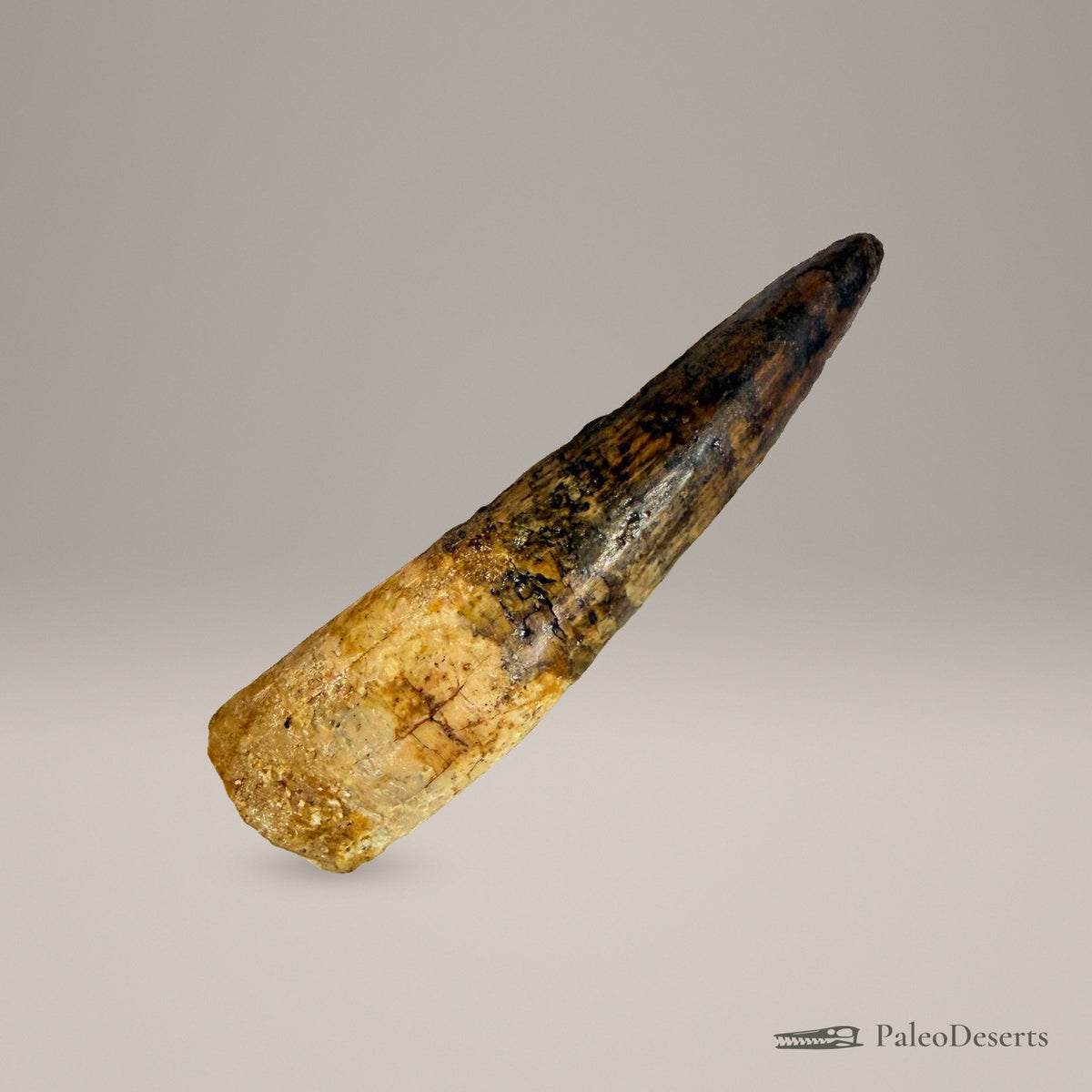 Spinosaurus Tooth Fossil – 3.7 in (9.5 cm), Morocco – Specimen SP-34 – view 4